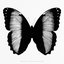 Monochrome Butterflies