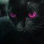 Catfight - Single