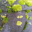 Avatar für slate-rooted