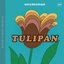 Tulipan