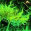 Born In A Lazarus Pit