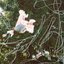 Swan Sting [Explicit]