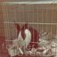 Rabbits