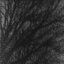 Dull