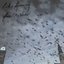 Forces / My Window