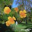 California Poppy