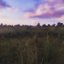 Friendship Fields