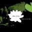Albus Lilium