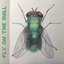 Fly on the Wall