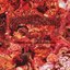 Inflammatory Cascades Leading to Ischemic Necrosis