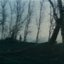 Forest Floor Corpses