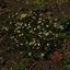 la lluvia no mata las flores