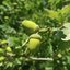 Little Seed Big Tree