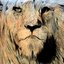 Lionshare