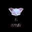 Glasswing Nocturne