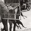 Dogs Bollocks - Single