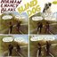 Blind Dog