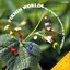 Pikmin World ~ The Original Soundtrack Of 'Pikmin'
