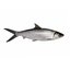 Thunnus - Single