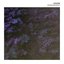 Late Bloom - EP
