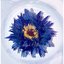 Ripe Aster - EP