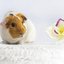 MEERSCHWEINCHEN