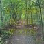 Walking in the Woods Autumn 2023