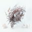 A SHELL-LIKE OBJECT