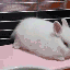 himemo 的头像