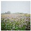 Sommergewitter [Explicit]