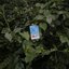 Overgrowth - EP