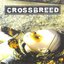 crossbreed