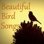 Beautiful Bird Songs