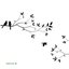 Bird Song