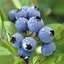 BlueBerry Band