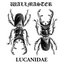 Wallmaster / Lucanidae