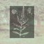 Ambrosia - Single