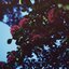 Dusty Light - Single