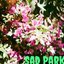 Sad Park