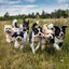 Dogs