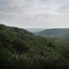 Aokigahara