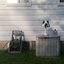 Cowlamp Unplugged