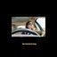 The Hammond Song - Single