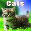 Animals: Cats