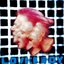 Loverboy