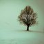 The Season's Loneliest Tree
