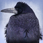 Avatar for graaf74