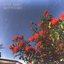 Too Many Boyfriends - Single