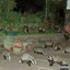 BADGERS