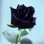 Avatar for BlackRose-san